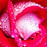 Ahmed Amin