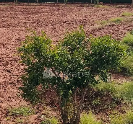 Terrain équipé à vendre